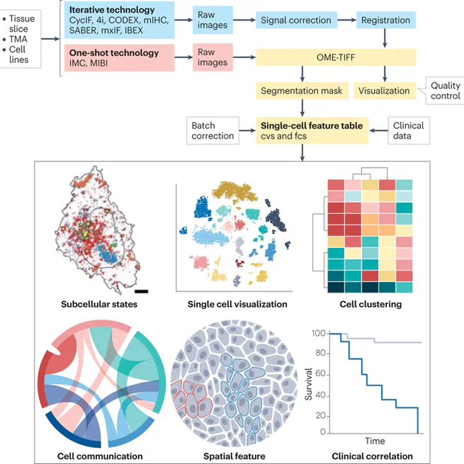 Multiplex protein imaging in tumour biology