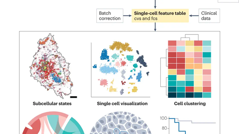 Multiplex protein imaging in tumour biology