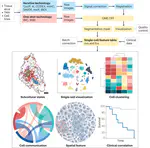 Multiplex protein imaging in tumour biology